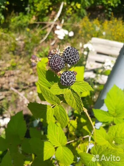 Ежемалина саженцы