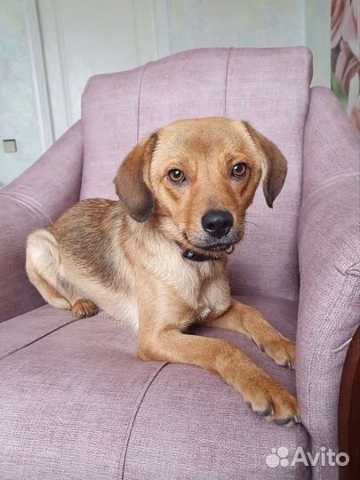 Собачка Ксюша из приюта