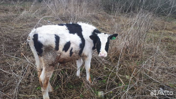 Продаётся быки