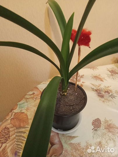 Комнатные цветы кливия