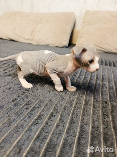 Канадский сфинкс котенок