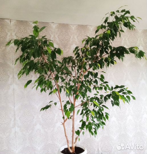 Фикус бенджамина большой