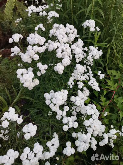 Ромашка, Астильба, Жемчужница