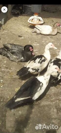 Инкубационное яйцо индоутки