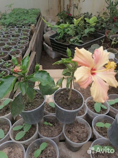 Гибискус жёлтый и красн махровый