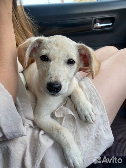 Собака в добрые руки отдам бесплатно