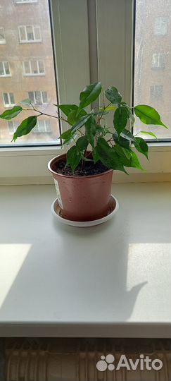 Фикус Бенджамина Danielle