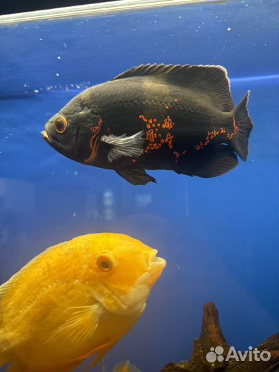 Рыба астронотус