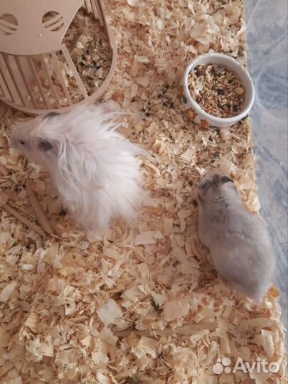 Сирийский хомячки