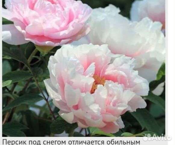 Пионы древовидные и гибриды