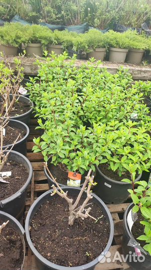 Гортензия метельчатая Ванилла Фрайз