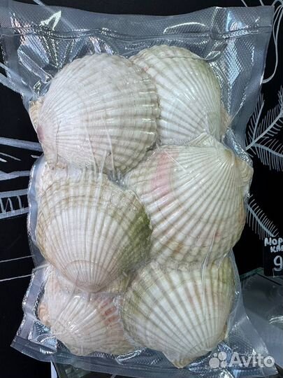 Морской гребешок в раковине