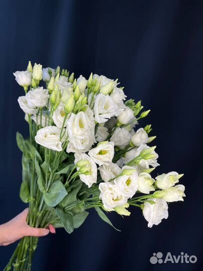 Эустома/Лизиантус