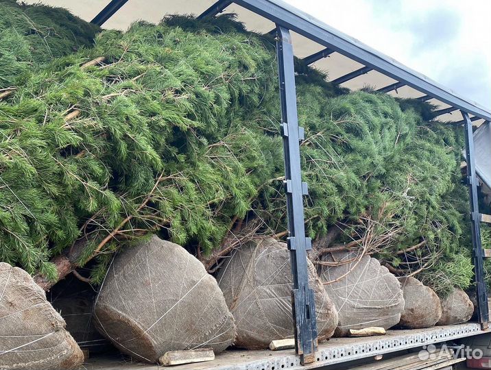 Саженцы Сосны оптом с зкс