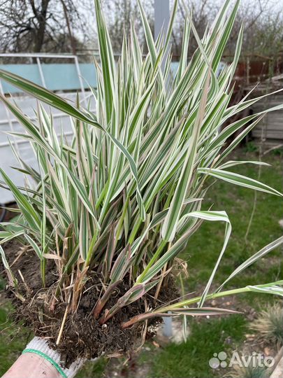 Мискантус китайский