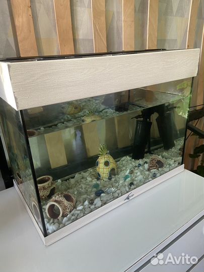 Аквариум