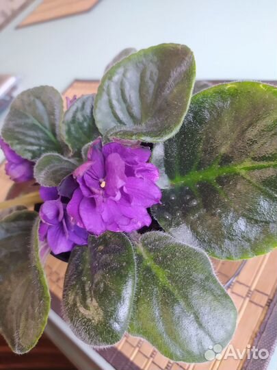 Фиалка Черный жемчуг