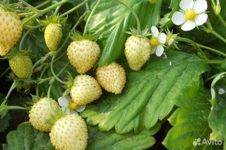 Саженцы белой земляники