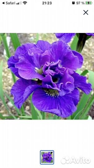 Ирис сибирский