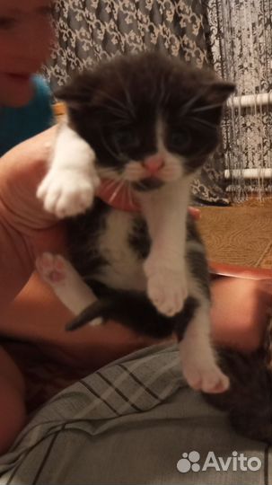 Котята вислоухие