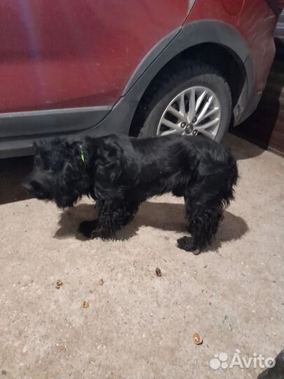 Английский Кокер Спаниель щенки