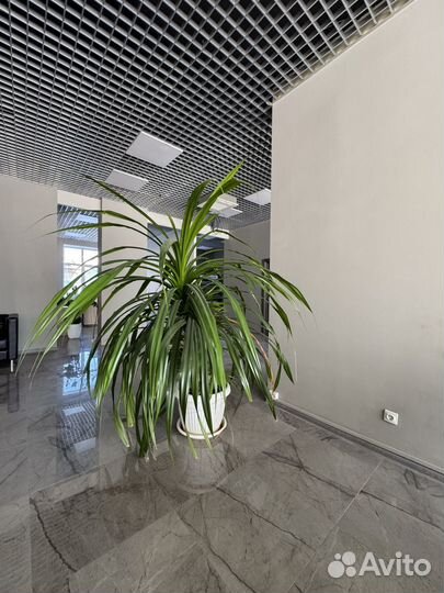 Пальма панданус