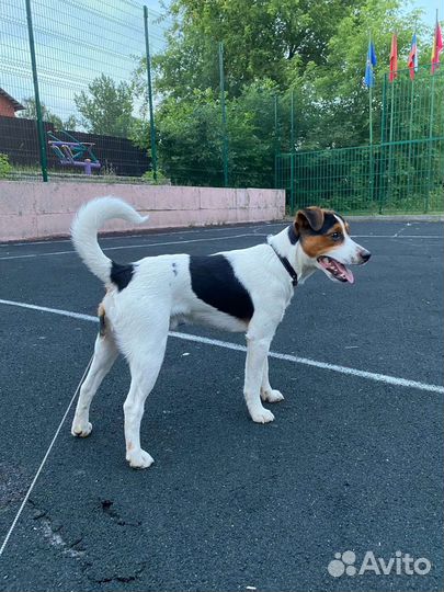 Вязка джек Рассел терьер