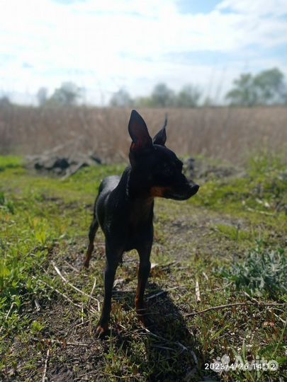 Той-терьер щенки девочка