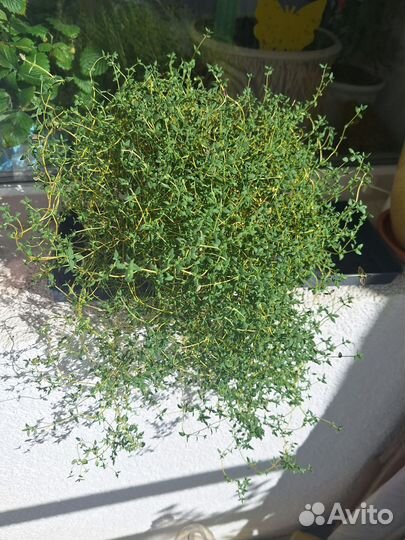 Тимьян в горшке