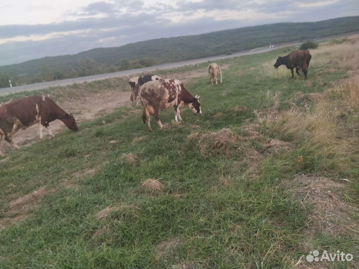 Дойные коровы