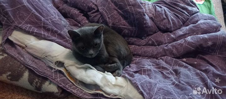 Кошки в добрые руки