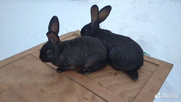 Кролики породы фландр, бельгийский великан