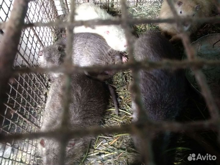 Нутрии, свинина