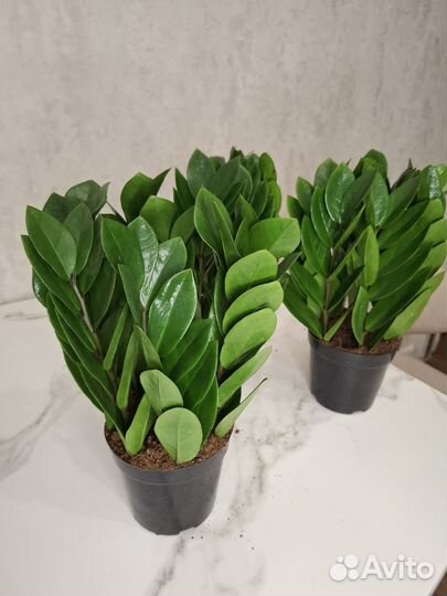 Замиокулькас