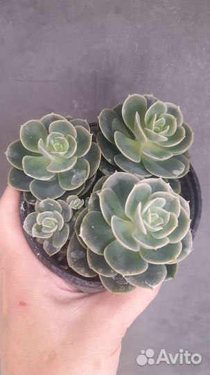Крассула Pubescens/Return/sedum
