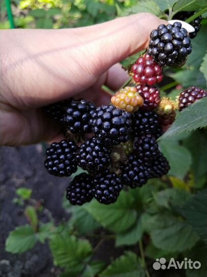 Ежевика, тибетская малина саженцы