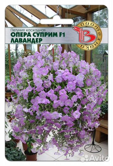 Петуния сортовая от 