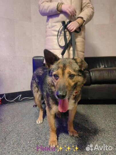 Собака в добрые руки отдам бесплатно