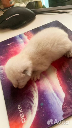 Меконгский бобтейл