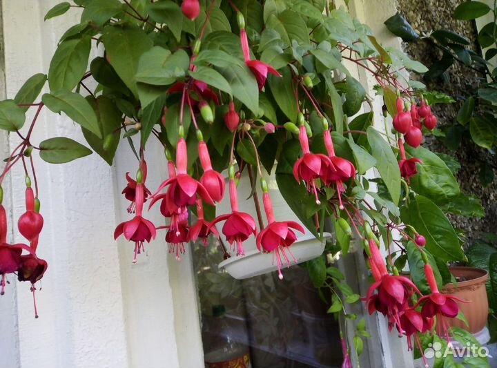 Черенки фуксии -срез