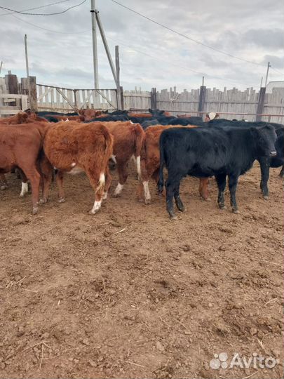 Продаются телки