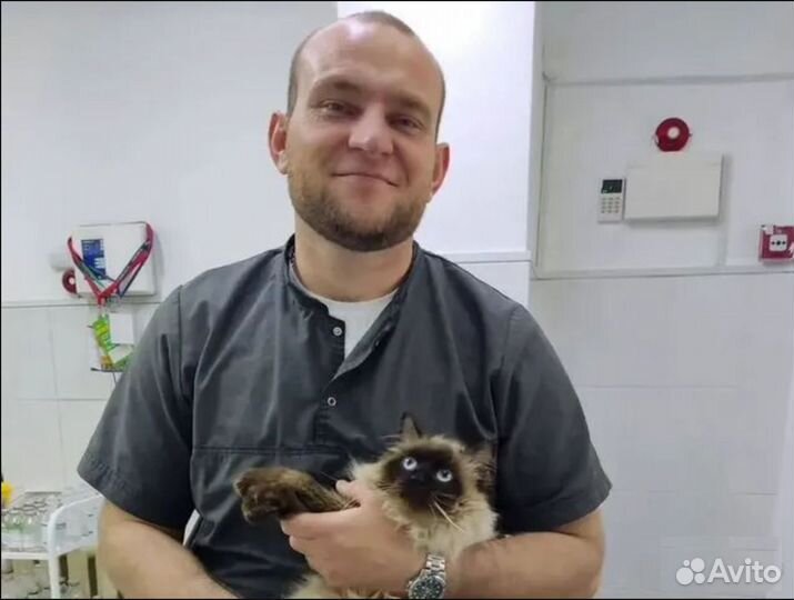 Частный ветеринар на выезд. Работаю круглосуточно