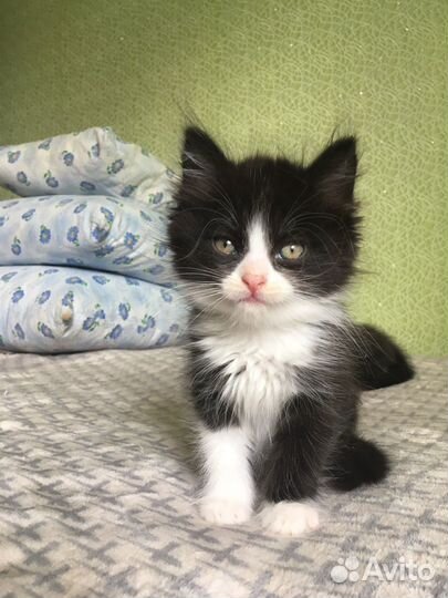 Котята