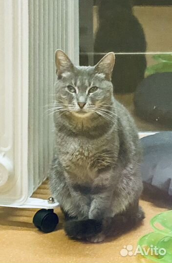 Аристократичная кошечка Мишель в добрые руки