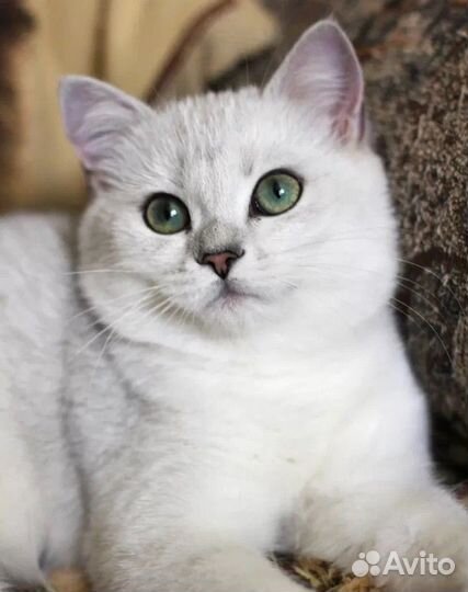 Серебристая шиншилла