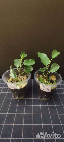 Фикус Эльдорадо и Эстер