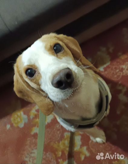 Бигль вязка