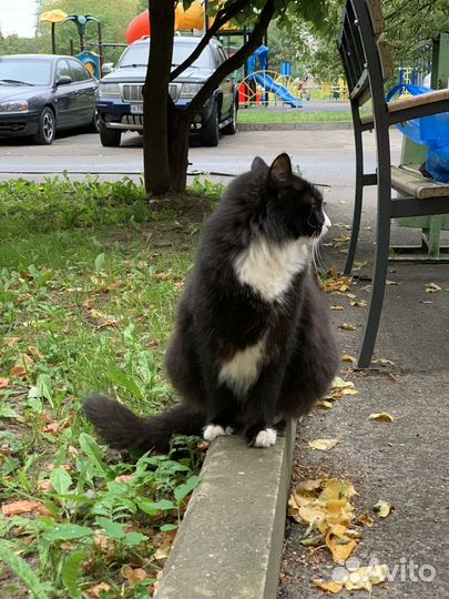 Черно-белая кошка окрас маркиз