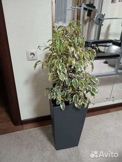 Фикус бенджамина пестролистный