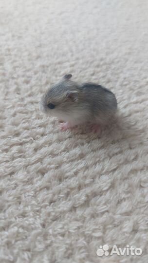 Джунгарский хомяк бесплатно